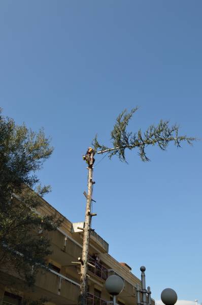 abattage avec rétention en centre ville à Cannes