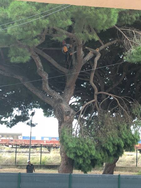 enlèvement d'une branche déchirée à Cannes la Bocca