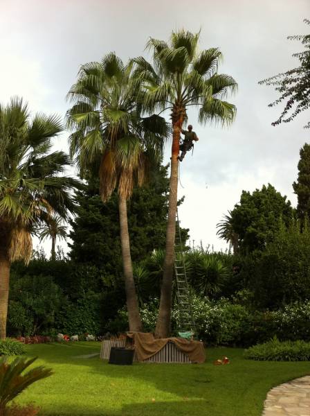 Taille d'un washingtonia avec remontée du tronc