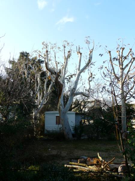 taille d'eucalyptus dans un camping au Cannet